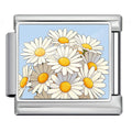 Daisies